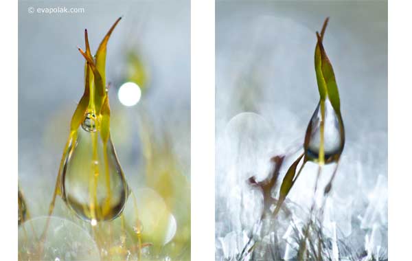 parallel-universes abstract moss